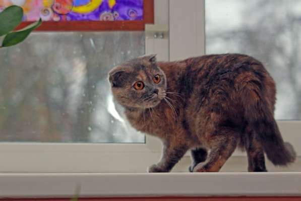 Фиона-вислоушка. Кошка в добрые руки в Калуге фото 11