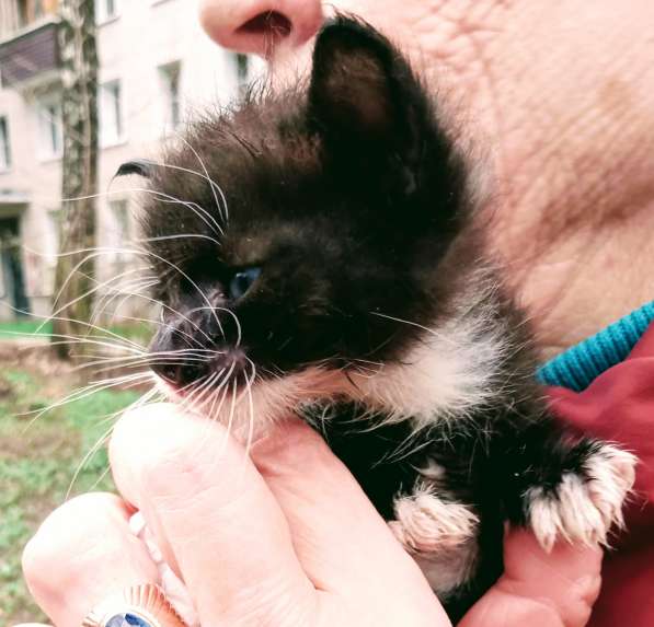 Масик Тарасик ищет любящий дом в Москве фото 21