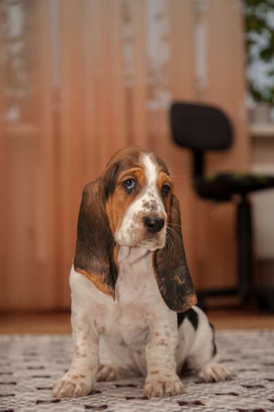 Щенки Бассет-хаунд в Армавире фото 15