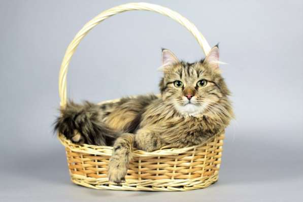 Сибирская красавица Буся окраса табби ищет дом в Москве фото 3