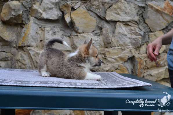 Вельш Корги Пемброк в Воронеже фото 14