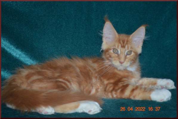 Роскошный черный котик мейн-кун из питомника в Астрахани фото 48