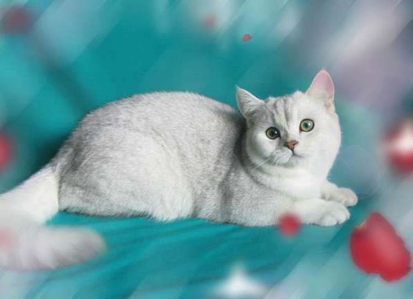 Шотландский котик с документами в фото 12