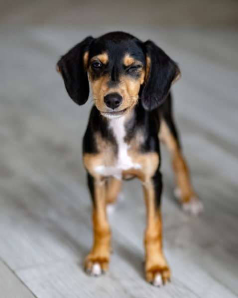 Зиппи ищет своего человека в Москве фото 3