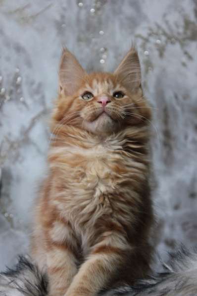 Мейн Кун девочка в Нижнем Новгороде фото 3