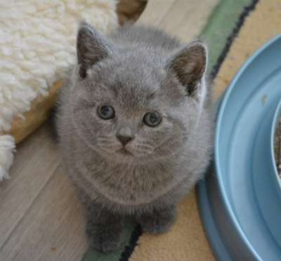 Британские короткошерстные котята в Нижневартовске фото 3