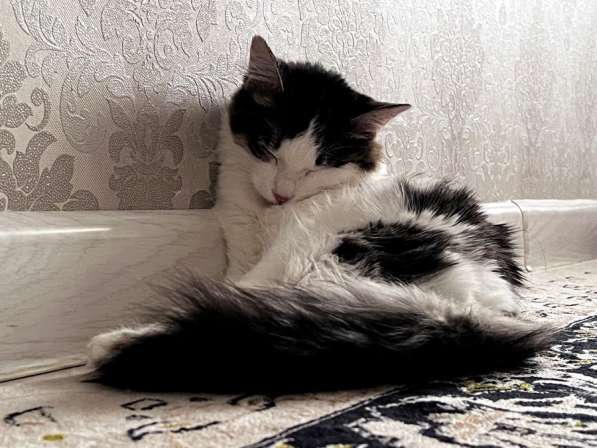 Кошечку (6 мес) в добрые руки в