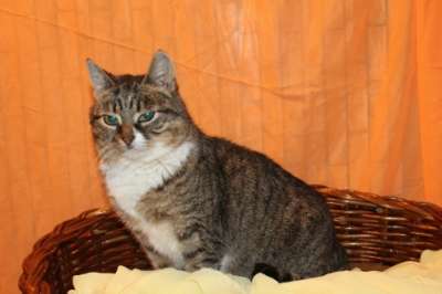 Отдам даром Чудесная кошечка ищет хозяина в Москве фото 4