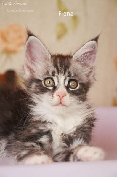 Алиментный котенок породы Мейн-кун в Армавире
