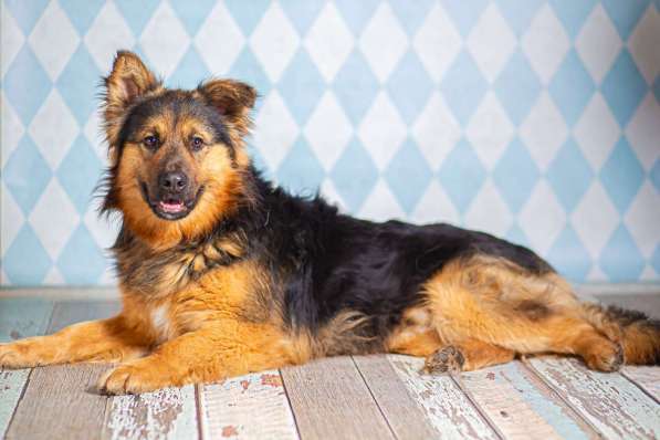 Пушистый большой добряк Большой в добрые руки в Москве фото 8