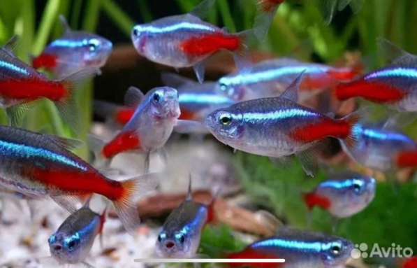 Аквариумные рыбки