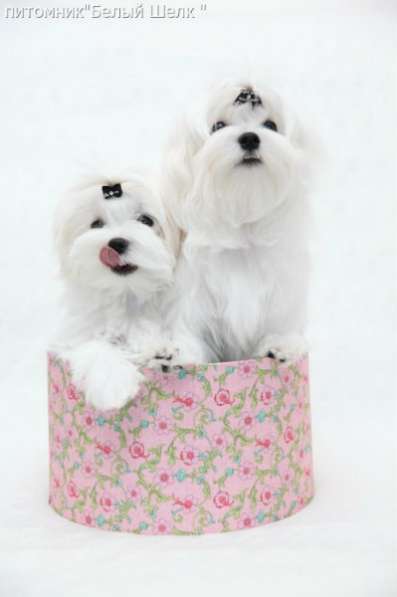 Мальтезе. Шикарные щенки. Мальчик в Екатеринбурге фото 9