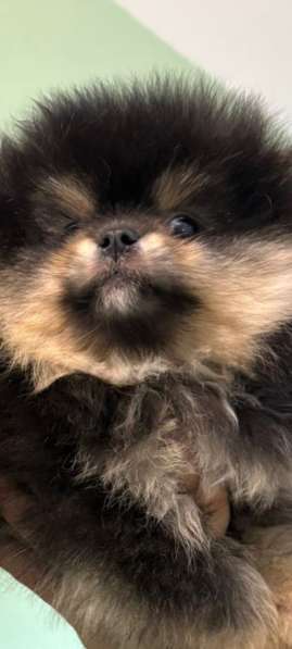 Шпицемишки в Екатеринбурге фото 4