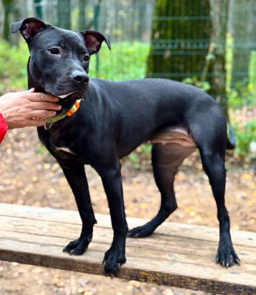 Питбуль Джуна 10 месяцев ищет дом в Москве фото 6