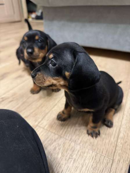 Щенки таксы в Екатеринбурге