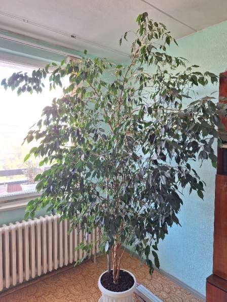 Домашние цветы