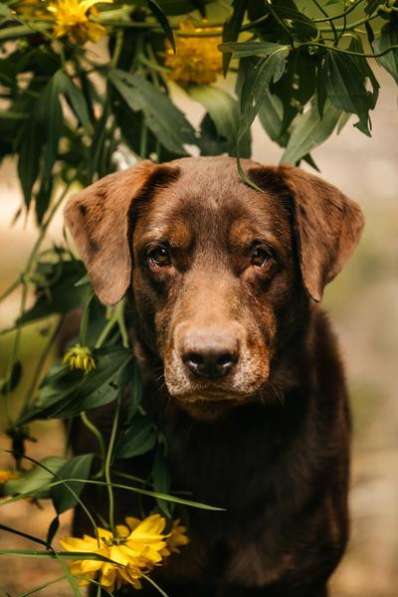 Метис лабрадора Валико ищет дом