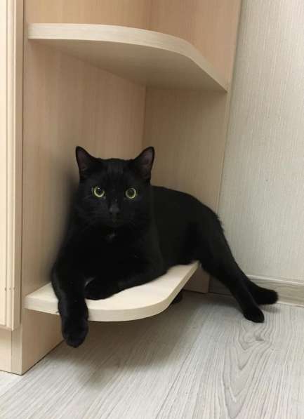 Молодой ласковый котик в Санкт-Петербурге фото 7