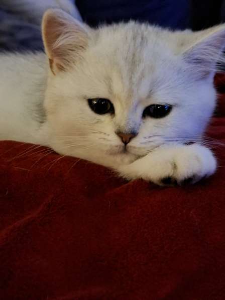 Британский короткошерстный котик в фото 16