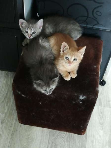 Котятки в дар