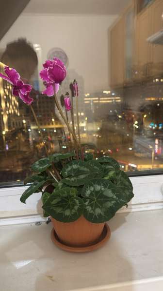 Комнатные цветы в Москве