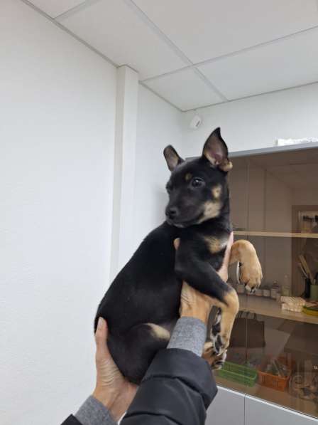 В дар, метис той-терьера в Москве фото 3