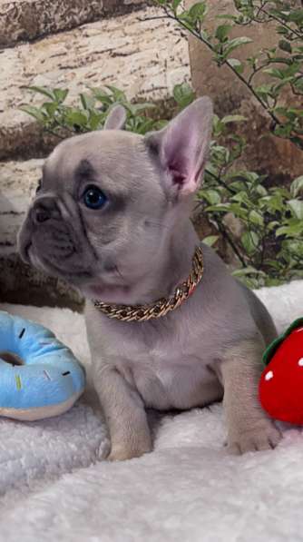 Французский бульдог щенки в Москве