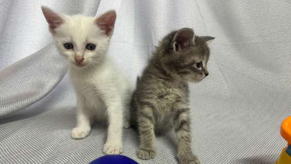 Котятки мышеловы