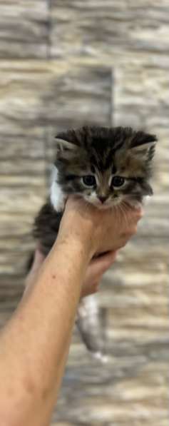 Отдам котят