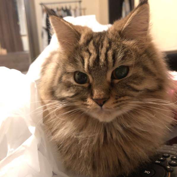 Отдам в добрые руки