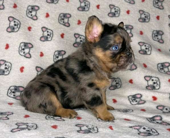 Puppies of different breeds