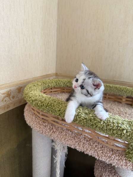 Британские котята в фото 3