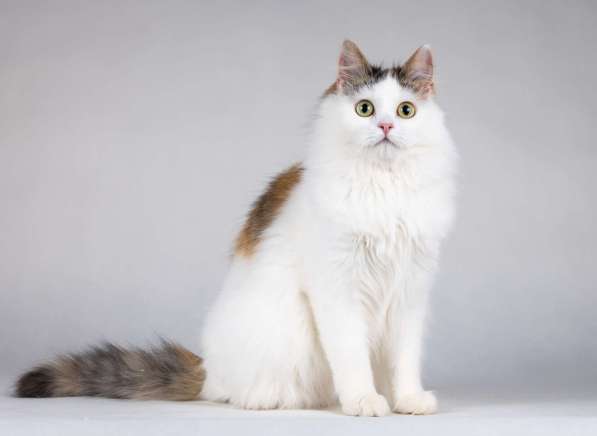 Молодая сибирская трехцветная кошечка Зая в дар в Москве фото 4