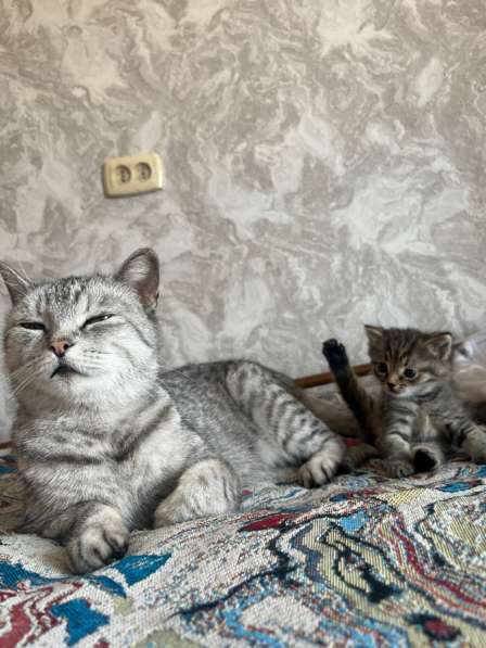 Котенок мальчик в Новосибирске фото 4