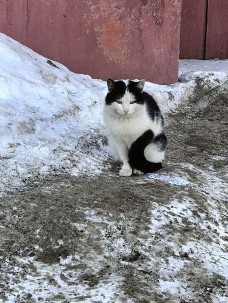 Кошка в добрые руки в Уфе фото 3