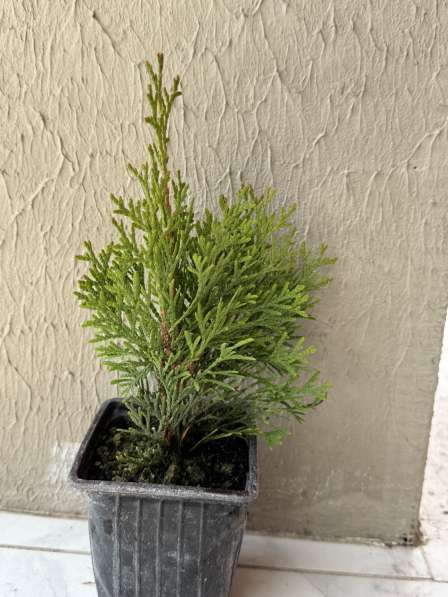 Туя смарагд в р9