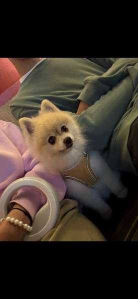 Взрослый шпиц в Калининграде фото 3