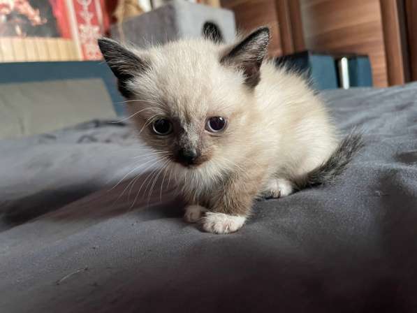 Котята в Кемерове фото 5