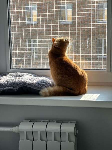 Рыжая красотка с характером срочно ищет дом! в Москве фото 6