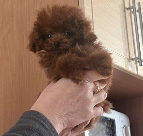 Poodle teacup. Red brown girl в фото 3