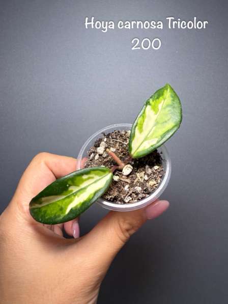 Хойи укорененные в Москве фото 7