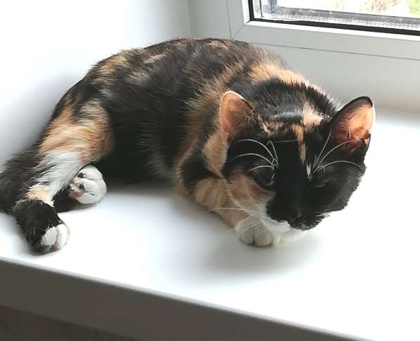 Котенок Миса в добрые руки