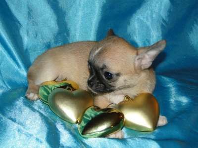 чишки-малыши и малышки в Санкт-Петербурге фото 4