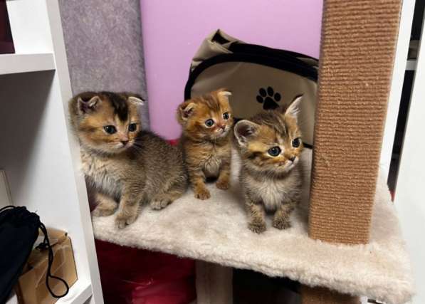Шотландские котята в Ставрополе фото 7
