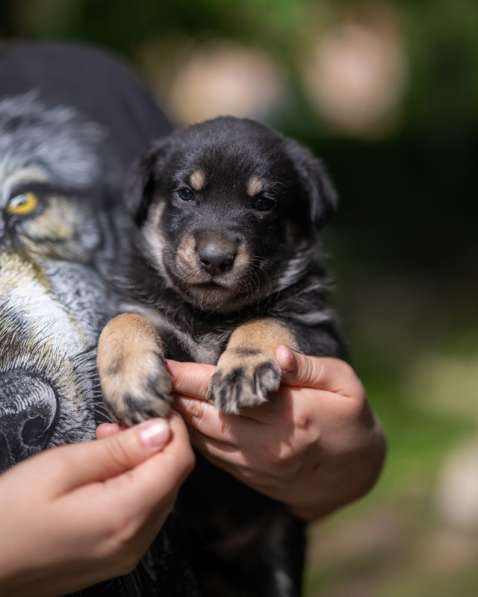 Щенята — почти волчата ищут дом в Москве фото 12