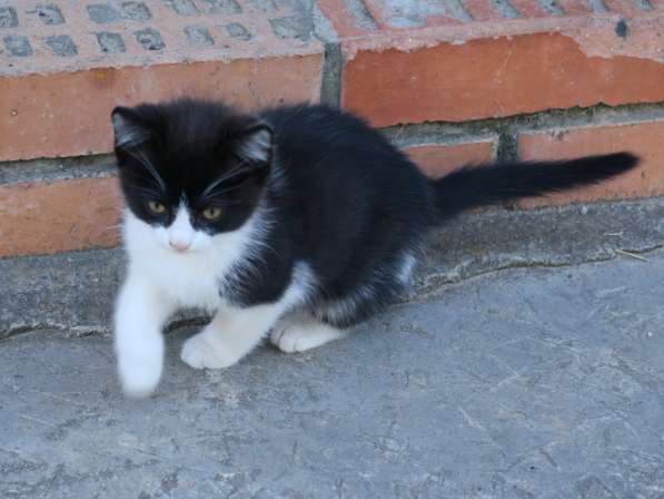 Котёнок в Рязани фото 3