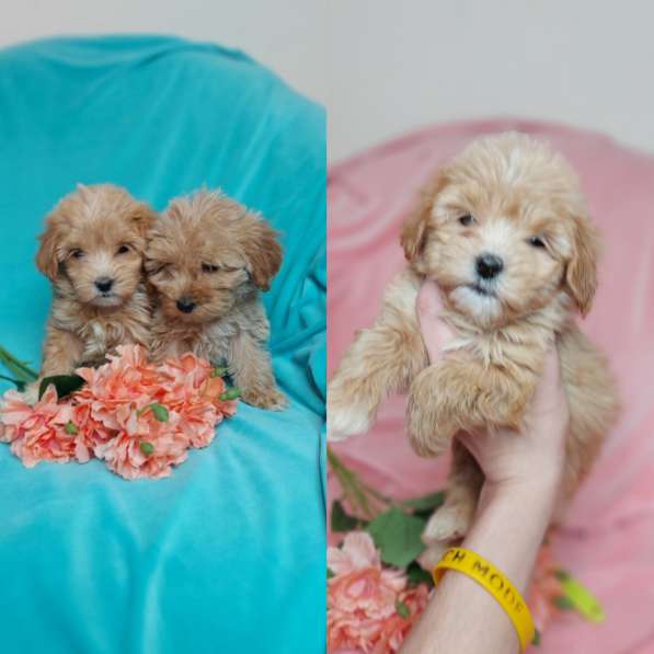 Щенки мальтипу