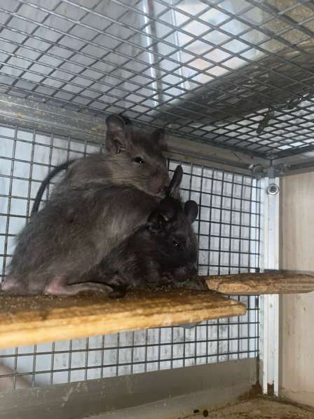 Белочки дегу из питомника