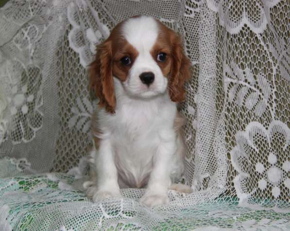 Кавалер Кинг Чарльз Спаниель (крови Франция) в Москве фото 9