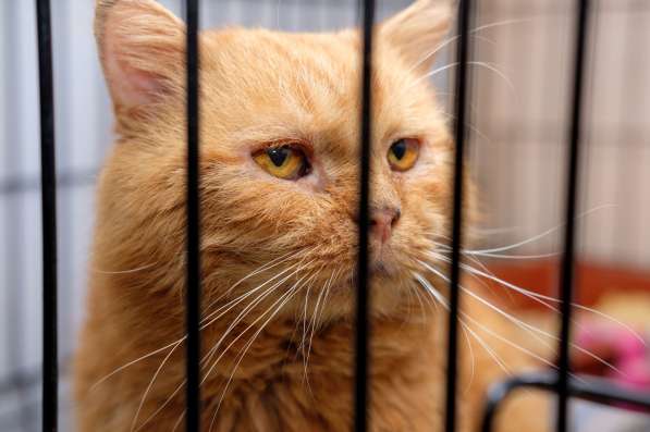 Круассан - кот, который никогда не сдается в Москве фото 3